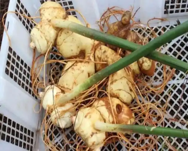 根部像姜,叶子像竹,农村人当成"野草",殊不知是药材也是菜