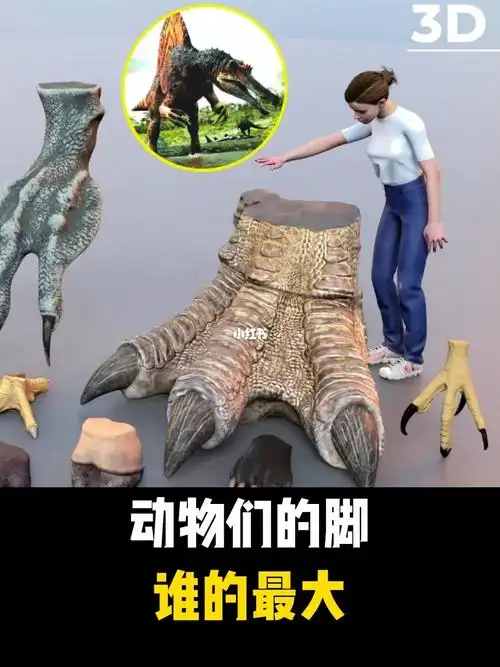 动物的脚谁的最大啊