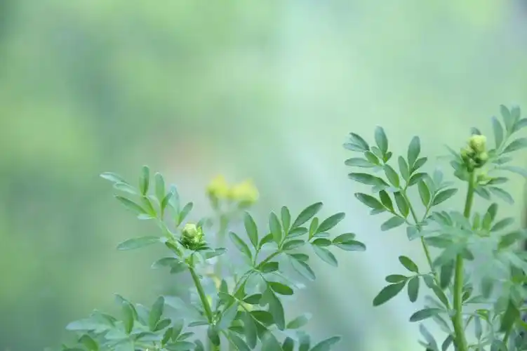 小蜜蜂与芸香草