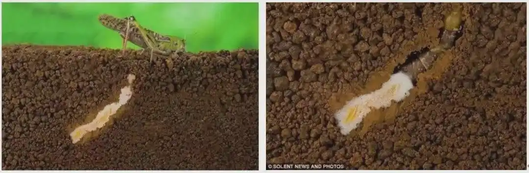 草地贪夜蛾一生产卵可超过1000粒   蝗虫可以多次交配,多次产卵.