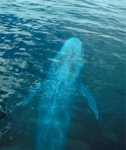 世界上最大的深海生物是什么?_蓝鲸