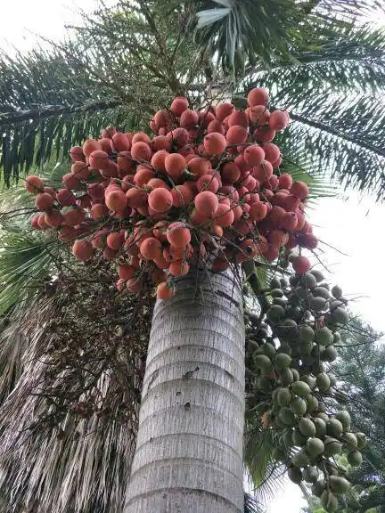 参与团队:植物爱好者 向ta提问私信ta  展开全部 这是大王棕的果实