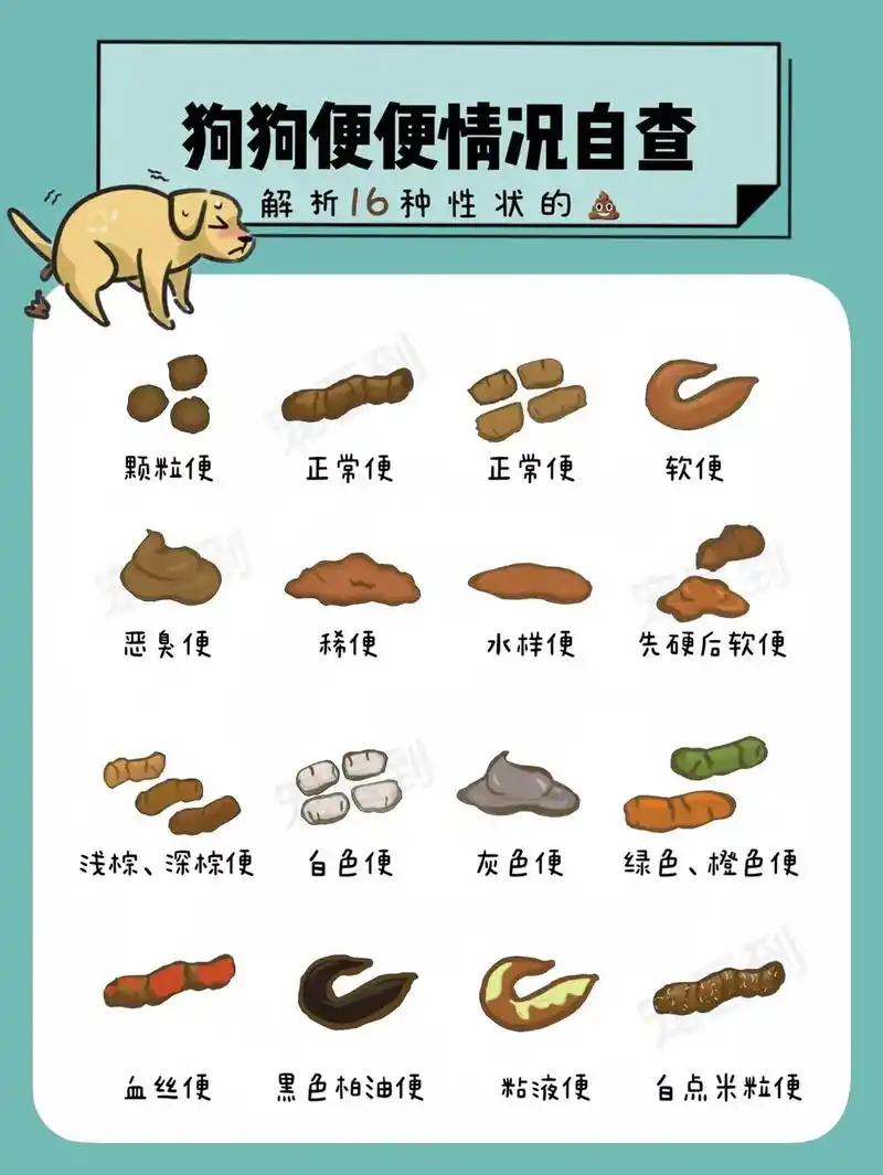 狗狗便便超全图解|16种性状的93在家自查7515|||7815正常