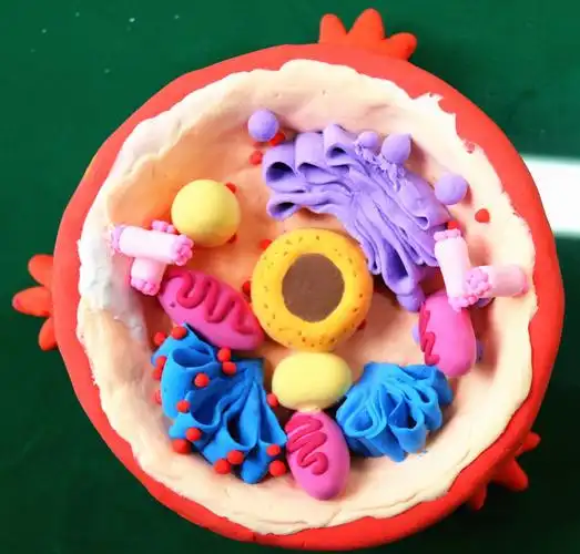 景洪四中第一届高中生物模型制作大赛   《动物细胞》