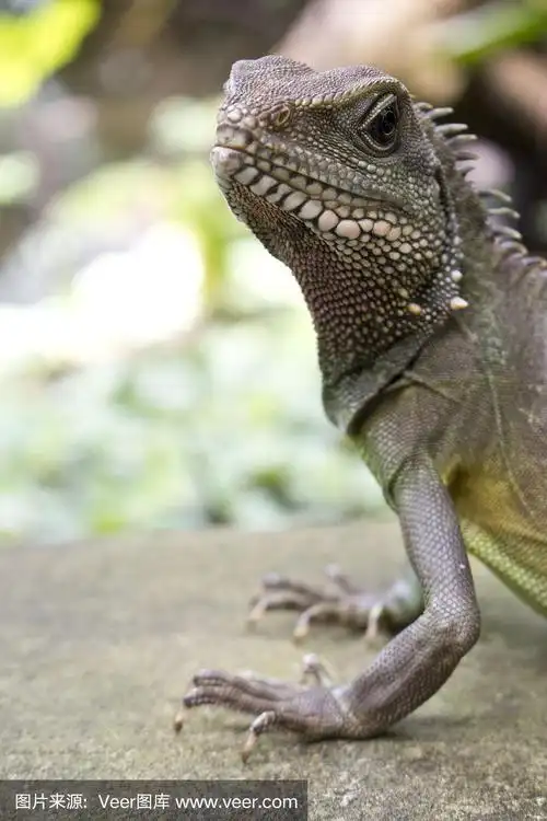 近距离观察亚洲水蜥蜴