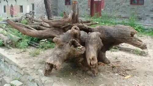 一块榔榆木老树根长两米宽一米高一米五左右重约一千五百斤形似大鹏