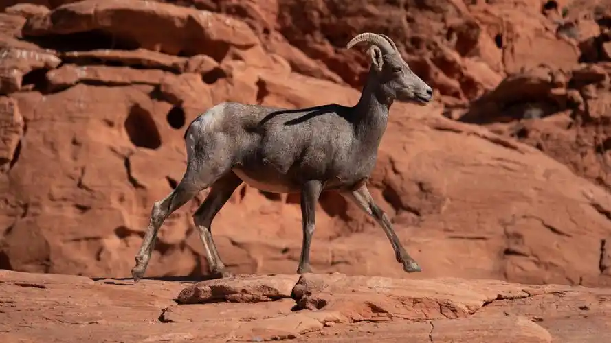 戈壁奔跑的山羚羊