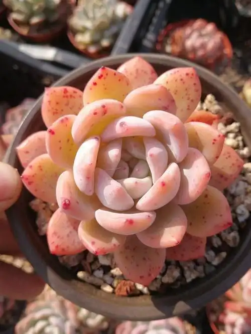 多肉橙梦露,掌握好它的小秘密,养成小胖子得心应手