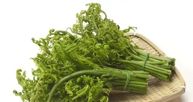蕨菜又叫猫耳朵既能当菜又能入药被称为野菜之王摆上餐桌