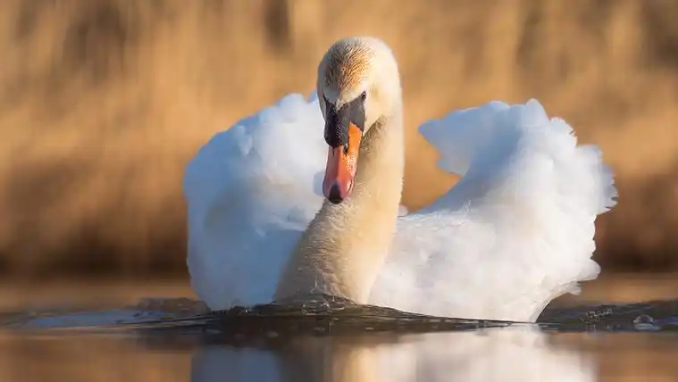 我来了,沉默的天鹅在湖上游泳的特写照片下载