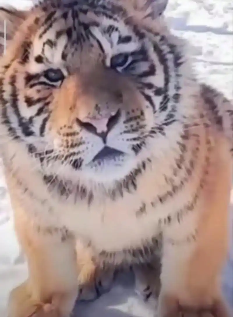 小老虎能有什么坏心思呢?
#小老虎有什么坏心思呢 #这谁顶得