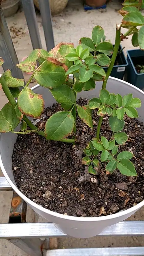 月季叶子黯淡无光,缺水啦