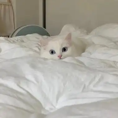 全网最火猫咪头像