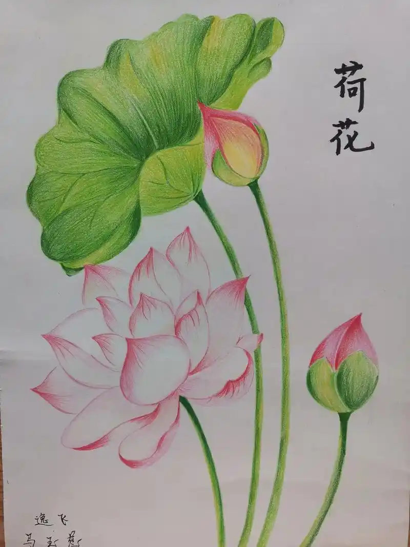 #彩铅手绘 彩铅荷花系列,周末一起画起来! - 抖音