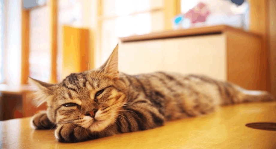 我在睡个回笼觉