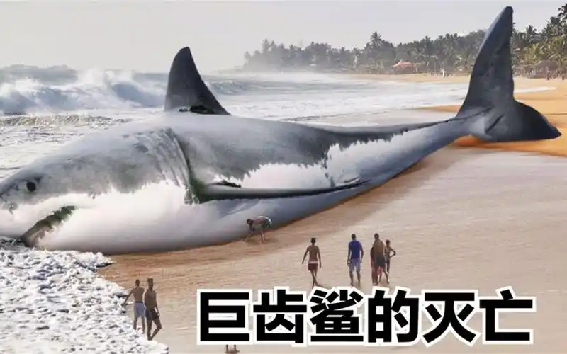 没有天敌的远古巨大鲨鱼,巨齿鲨灭亡的原因居然是因为挑食?