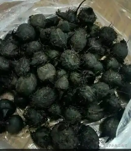 静海公众号静海王口三宗宝之一打地梨