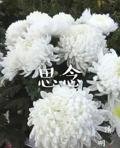 清明节思念远在天堂的亲人,愿亲人们在天堂里一切安好!