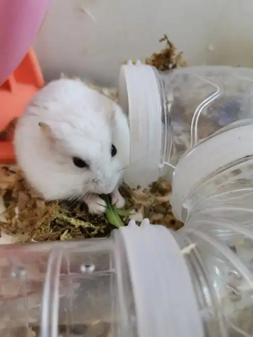 仓鼠老baby吃车前草