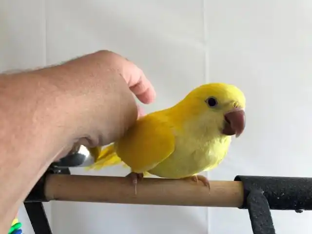 和尚鹦鹉出现新品种,变化太大,鸟友惊呼不敢认