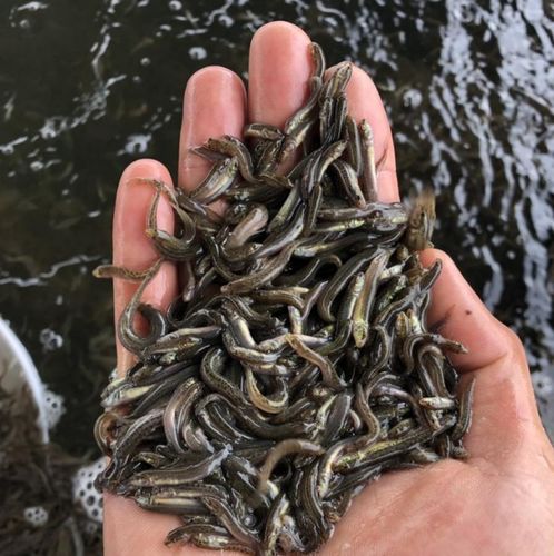 巴南区青鳅鱼苗生产厂家 巴南区高产泥鳅苗养殖技术 巴南区万平泥鳅苗