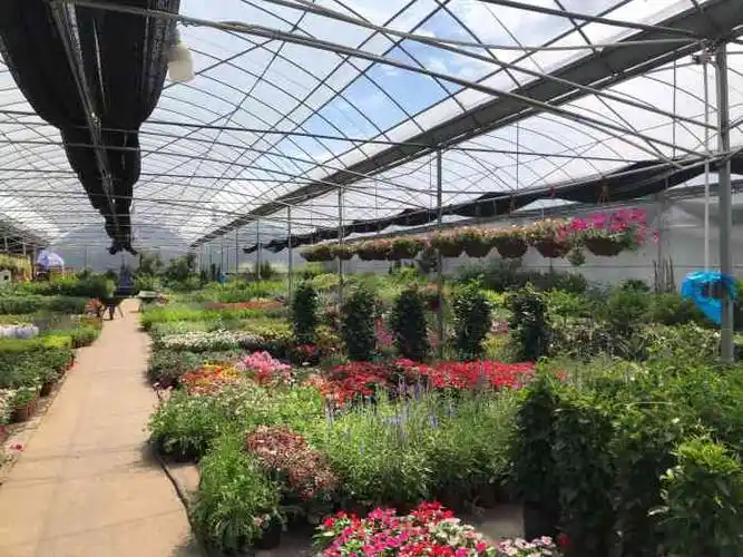 上海华新花卉苗木基地-"这个地方在郊区,比较远,面积挺大的,春天.