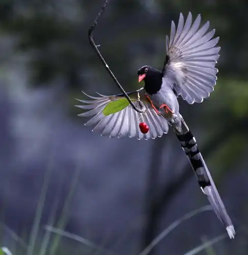 冬有灵鸟不寂寞