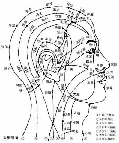 头部侧面穴位图人体穴位图大全按身体部位查询图文