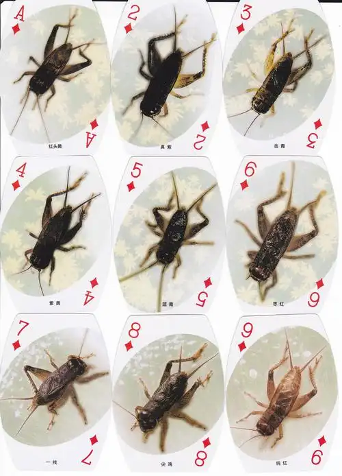 蟋蟀将军 - 藏趣阁主 - 藏趣阁