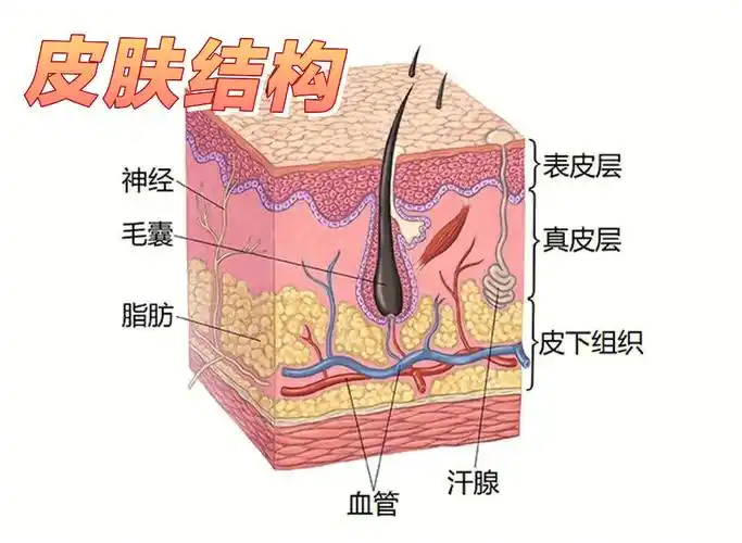 护肤知识分享第一篇了解皮肤的结构