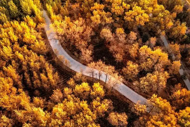 「新疆是个好地方」新疆:生态输水 胡杨美景入画来