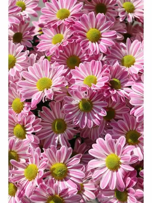 一些高颜值小雏菊98