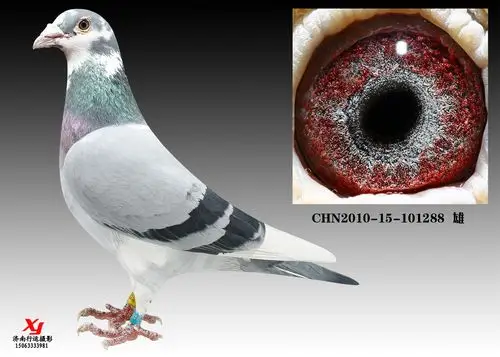 彼得.米卫288(已售出)_山东翼生丰鸽业_ ag188.