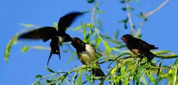 燕子南飞过冬,天气回暖又回迁北方,为什么不选择一直定居南方?