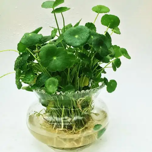 铜钱草水培怎么固定根