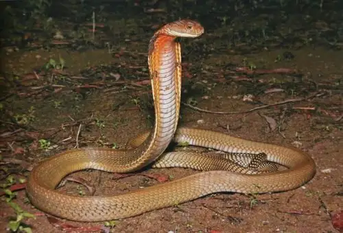 蛇中之王眼镜王蛇的科普饲养笔记与人工繁育