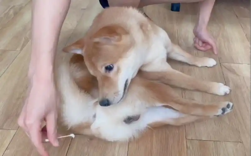 趁其不备,戳它皮燕子