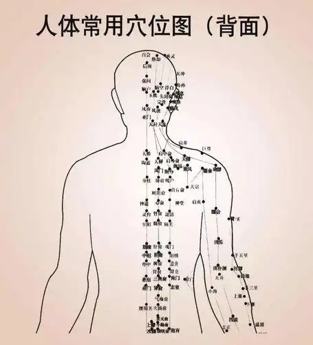后背经络图反射区图 人体背部经络图