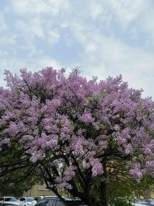 丁香花—呼和浩特市花.