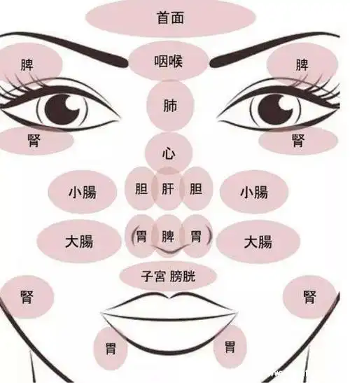 人体面部穴位图美容部位图,按摩承泣穴有助于去黑眼圈