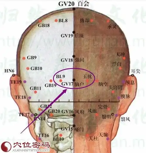 双手伸过颈项,放置在后脑处,手掌心向头,扶住后脑勺,四指的指尖向头顶