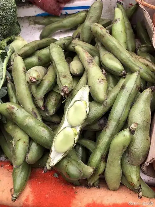 了解老虎豆的营养价值吗?一起来看看吧