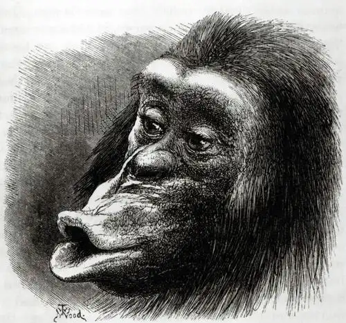 嘟嘴,观察,看,品味,撅嘴,可爱,活泼,观看,美术,察看,高雅,关注,黑猩猩