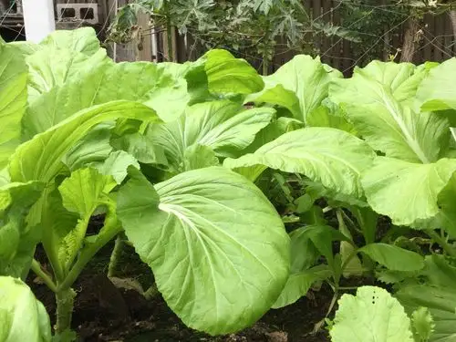 冬季布村种芥菜