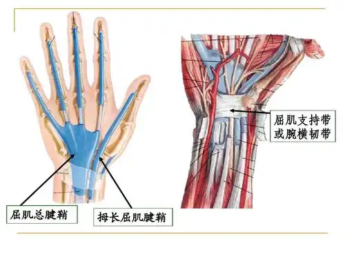 屈肌支持带 或腕横韧带 屈肌总腱鞘 拇长屈肌腱鞘