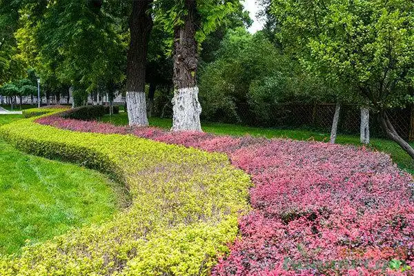 园林绿化苗木的选择搭配与注意事项