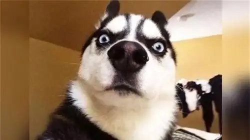 年度二哈总结,狗届搞笑担当非它莫属!