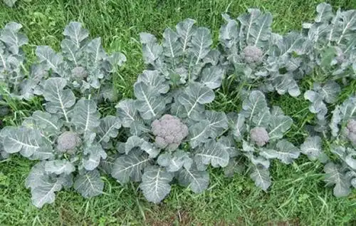 西兰花黑胫病的危害症状,发病原因及防治措施