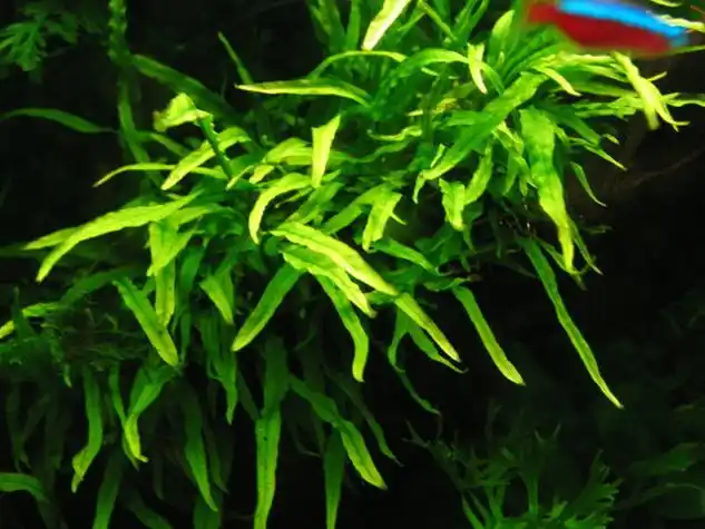 细叶铁皇冠_360百科