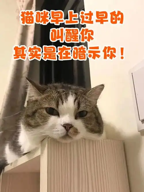 猫咪早上过早的叫醒你其实是在暗示你